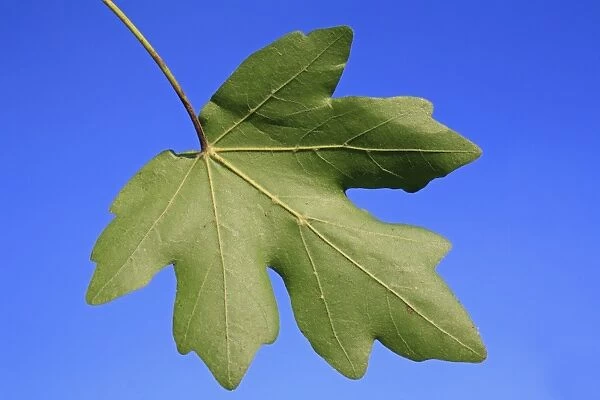 Field Maple (Acer campestre) close-up of leaf underside, Mendlesham, Suffolk, England, September