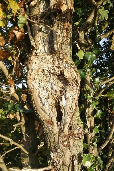 Field Maple (Acer campestre) close-up of trunk with flail damage, with Ivy (Hedera helix) growing in hedgerow, Bacton