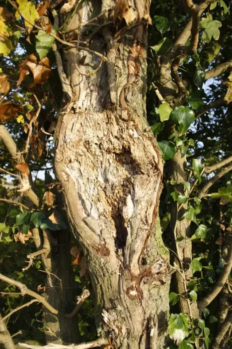 Framed Print : Field Maple (Acer campestre) close-up of trunk with flail damage, with Ivy (Hedera helix) growing in hedgerow, Bacton Framed Print : Field Maple (Acer campestre) close-up of trunk with flail damage, with Ivy (Hedera helix) growing in hedgerow, Bacton