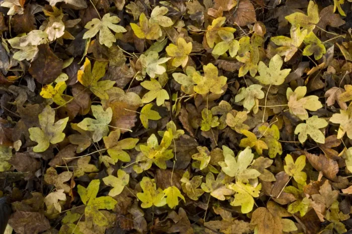 Framed Print : Field Maple (Acer campestre) fallen leaves, in deciduous woodland, Ranscombe Farm Plantlife Reserve, Kent, England