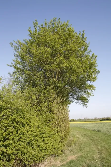 Framed Print : Field Maple (Acer campestre) habit, growing in hedgerow beside arable farmland, Bacton, Suffolk, England, april Framed Print : Field Maple (Acer campestre) habit, growing in hedgerow beside arable farmland, Bacton, Suffolk, England, april