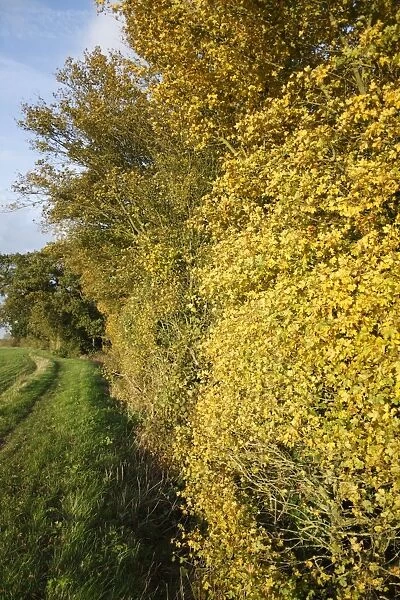 Field Maple (Acer campestre) leaves in autumn colour, growing in hedgerow beside footpath, at edge of arable field