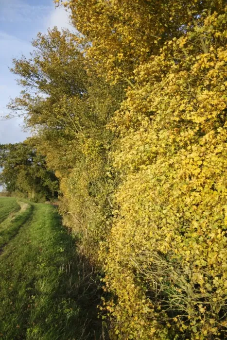 Framed Print : Field Maple (Acer campestre) leaves in autumn colour, growing in hedgerow beside footpath, at edge of arable field Framed Print : Field Maple (Acer campestre) leaves in autumn colour, growing in hedgerow beside footpath, at edge of arable field