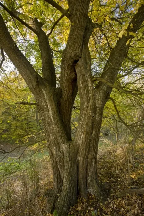 Framed Print : Field Maple (Acer campestre) old coppiced (or low pollard) trunk, Ranscombe Farm Plantlife Reserve, Kent, England Framed Print : Field Maple (Acer campestre) old coppiced (or low pollard) trunk, Ranscombe Farm Plantlife Reserve, Kent, England