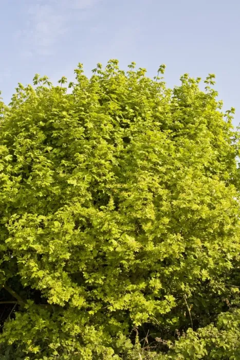 Framed Print : Field Maple (Acer campestre) spring foliage, growing in hedgerow, Dorset. England, april Framed Print : Field Maple (Acer campestre) spring foliage, growing in hedgerow, Dorset. England, april