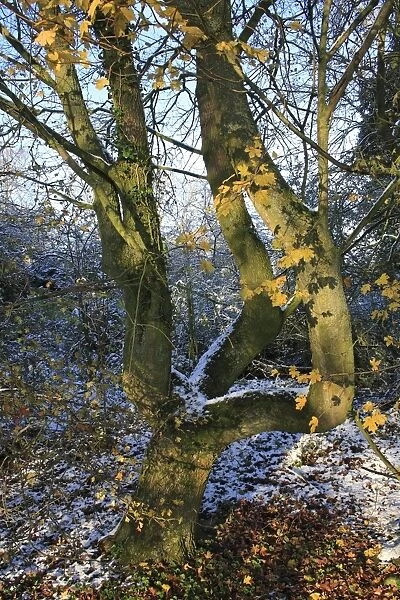 Field Maple (Acer campestre) trunk, in snow covered woodland, Bacton, Suffolk, England, november