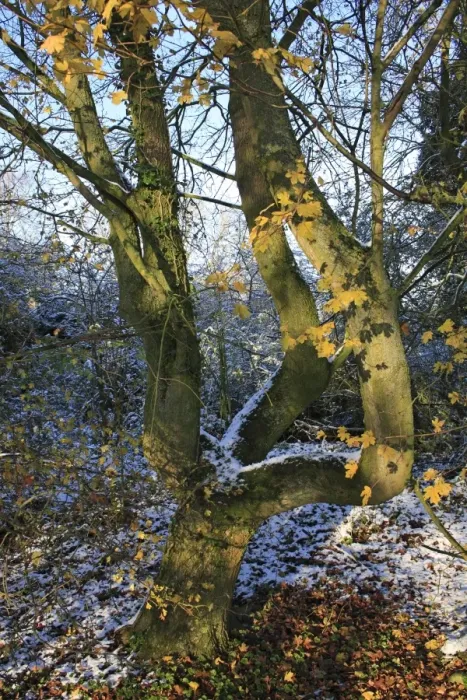 Framed Print : Field Maple (Acer campestre) trunk, in snow covered woodland, Bacton, Suffolk, England, november Framed Print : Field Maple (Acer campestre) trunk, in snow covered woodland, Bacton, Suffolk, England, november