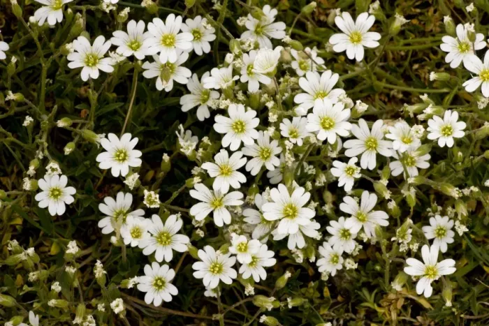 Framed Print : Field Mouse-ear (Cerastium arvense) flowering, Breckland, Norfolk, England, may Framed Print : Field Mouse-ear (Cerastium arvense) flowering, Breckland, Norfolk, England, may