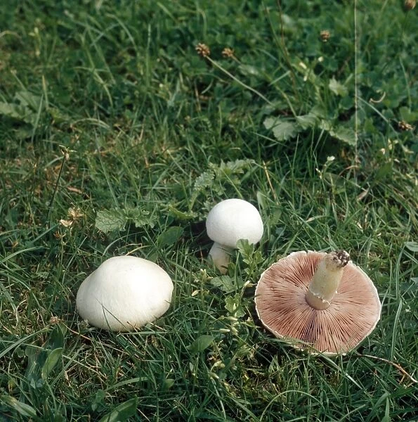 Field Mushroom (Agaricus campestris)