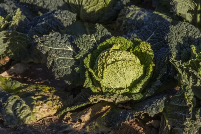 Framed Print : A field of Savoy cabbages (Brassica oleracea var. sabauda L. The Savoy cabbage is a winter vegetable grown in the sandy) Framed Print : A field of Savoy cabbages (Brassica oleracea var. sabauda L. The Savoy cabbage is a winter vegetable grown in the sandy)