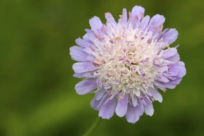 Framed Print : Field Scabious (Knautia arvensis) close-up of flowerhead, Berwickshire, Scottish Borders, Scotland, july Framed Print : Field Scabious (Knautia arvensis) close-up of flowerhead, Berwickshire, Scottish Borders, Scotland, july
