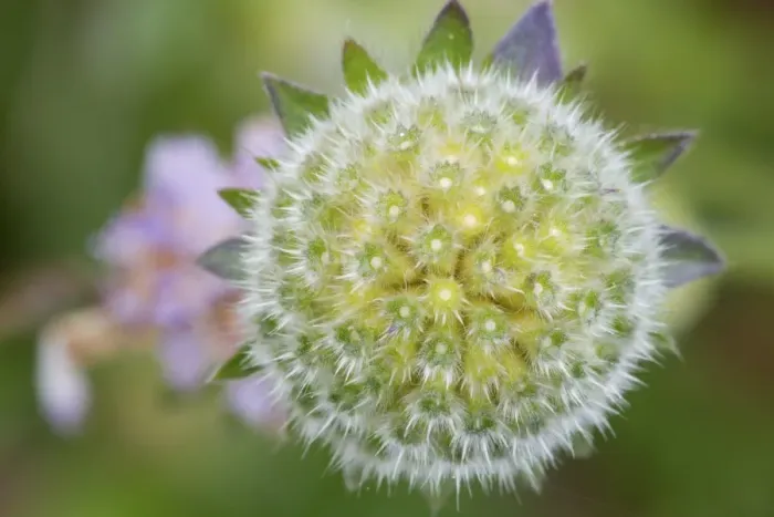 Framed Print : Field Scabious (Knautia arvensis) close-up of seedhead, Berwickshire, Scottish Borders, Scotland, August Framed Print : Field Scabious (Knautia arvensis) close-up of seedhead, Berwickshire, Scottish Borders, Scotland, August