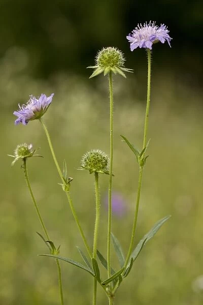 Field Scabious (Knautia arvensis) flowering, growing in grassland, Slovenia, june