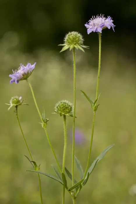 Framed Print : Field Scabious (Knautia arvensis) flowering, growing in grassland, Slovenia, june Framed Print : Field Scabious (Knautia arvensis) flowering, growing in grassland, Slovenia, june