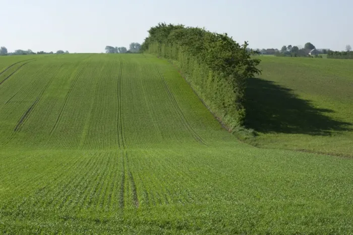 Framed Print : Field with seedling cereal crop and hedgerow, Als, Baltic Sea, Denmark, may Framed Print : Field with seedling cereal crop and hedgerow, Als, Baltic Sea, Denmark, may