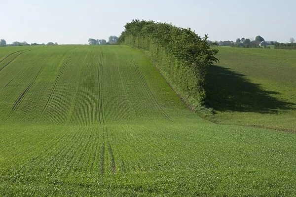 Field with seedling cereal crop and hedgerow, Als, Baltic Sea, Denmark, may