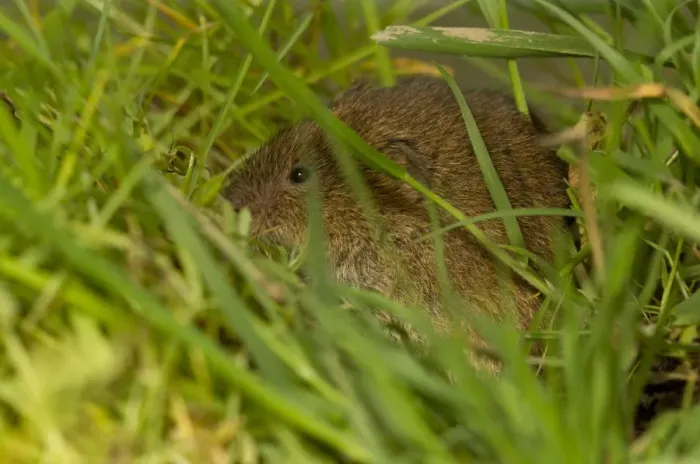 Framed Print : Field Vole (Microtus agrestis) adult, sitting amongst grass, Cornwall, England, may Framed Print : Field Vole (Microtus agrestis) adult, sitting amongst grass, Cornwall, England, may