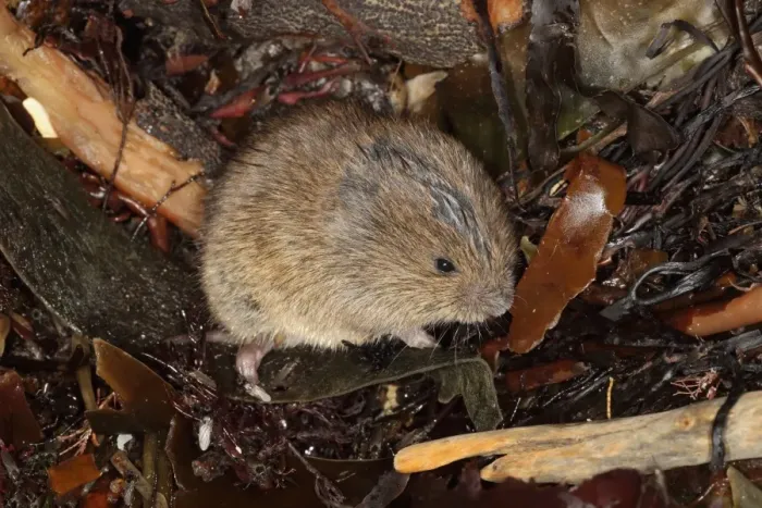 Framed Print : Field Vole (Microtus agrestis) adult, on beach strandline, Kimmeridge, Isle of Purbeck, Dorset, England, December