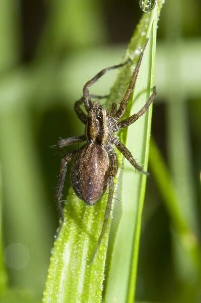 Field Wolfspider (Pardosa agrestis) adult, resting in long grass, waiting to ambush prey, Crossness Nature Reserve, Bexley, Kent, England, may