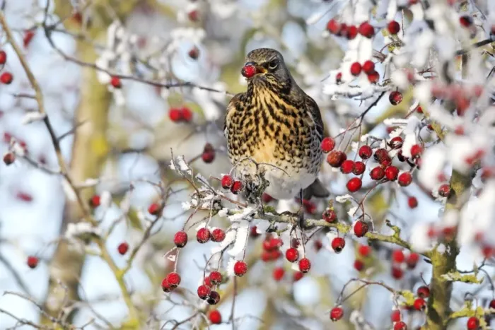 Framed Print : Fieldfare (Turdus pilaris) adult, feeding on hawthorn berries in frost, Midlands, England, december Framed Print : Fieldfare (Turdus pilaris) adult, feeding on hawthorn berries in frost, Midlands, England, december