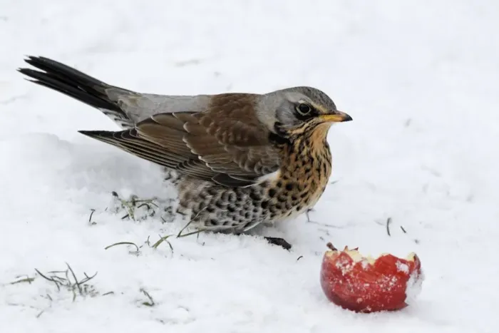 Framed Print : Fieldfare (Turdus pilaris) adult, feeding on apple in snow, West Midlands, England, december