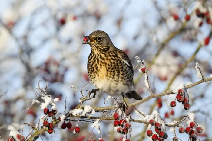Framed Print : Fieldfare (Turdus pilaris) adult, feeding on hawthorn berries in frost, Midlands, England, december Framed Print : Fieldfare (Turdus pilaris) adult, feeding on hawthorn berries in frost, Midlands, England, december