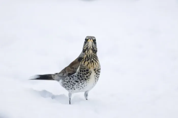 Framed Print : Fieldfare (Turdus pilaris) adult, standing in snow, Essex, England, january Framed Print : Fieldfare (Turdus pilaris) adult, standing in snow, Essex, England, january