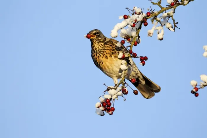 Framed Print : Fieldfare (Turdus pilaris) adult, feeding on hawthorn berries in frost, Midlands, England, december