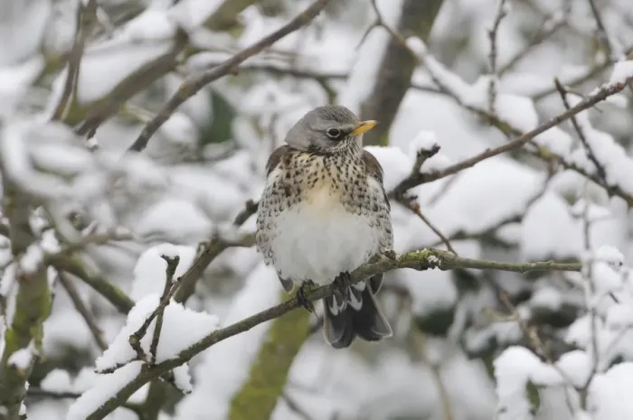 Framed Print : Fieldfare (Turdus pilaris) adult, perched on twig in snow, Norfolk, England, February