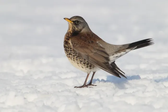 Framed Print : Fieldfare (Turdus pilaris) adult, holding territory, standing on snow, Hadleigh, Suffolk, England, February Framed Print : Fieldfare (Turdus pilaris) adult, holding territory, standing on snow, Hadleigh, Suffolk, England, February