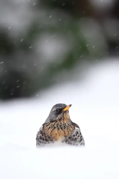 Framed Print : Fieldfare (Turdus pilaris) adult, standing in snow during snowfall, Warwickshire, England, January Framed Print : Fieldfare (Turdus pilaris) adult, standing in snow during snowfall, Warwickshire, England, January