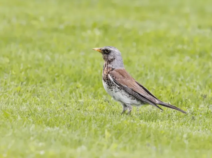 Framed Print : Fieldfare (Turdus pilaris) adult, standing on grass, Sweden, May