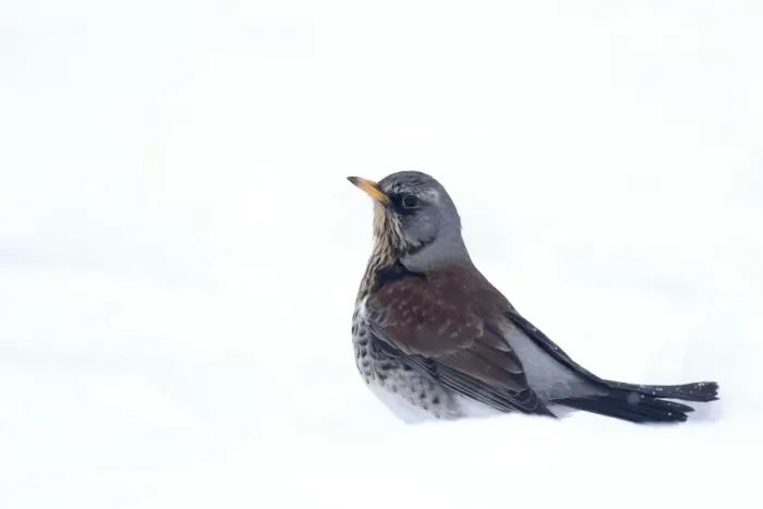 Framed Print : Fieldfare (Turdus pilaris) adult, standing in snow, Warwickshire, England, January Framed Print : Fieldfare (Turdus pilaris) adult, standing in snow, Warwickshire, England, January