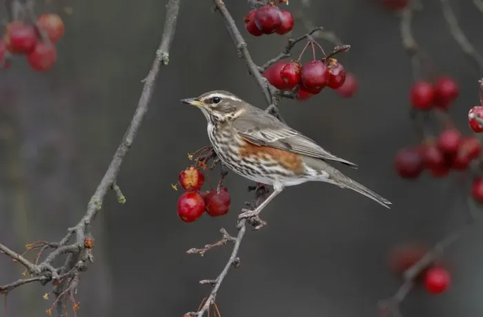 Framed Print : Fieldfare (Turdus pilaris) adult, feeding on crabapple fruit, Leicestershire, England, february