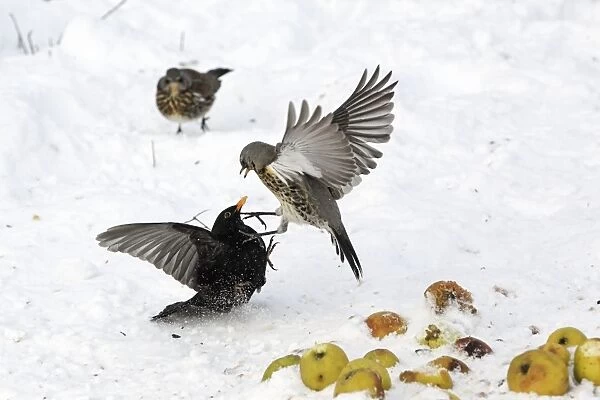 Fieldfare (Turdus pilaris) and European Blackbird (Turdus merula) adults, fighting over apples in snow, West Midlands, England, december