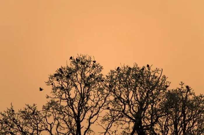 Framed Print : Fieldfare (Turdus pilaris) flock, roosting in tree, silhouetted at sunrise, Admaston, Staffordshire, England, December Framed Print : Fieldfare (Turdus pilaris) flock, roosting in tree, silhouetted at sunrise, Admaston, Staffordshire, England, December