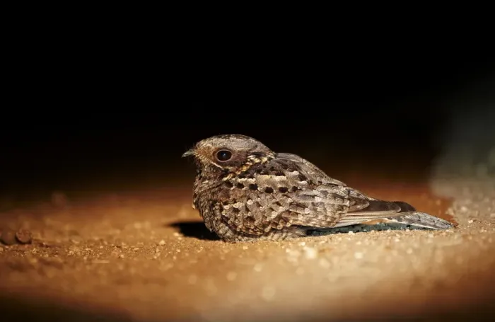 Framed Print : Fiery-necked Nightjar (Caprimulgus pectoralis) adult, sitting on ground at night, Leopard Hills Game Reserve Framed Print : Fiery-necked Nightjar (Caprimulgus pectoralis) adult, sitting on ground at night, Leopard Hills Game Reserve