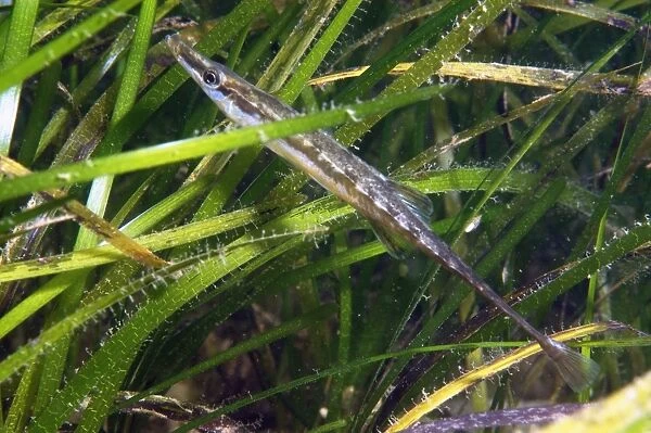 Fifteen-spined Stickleback (Spinachia spinachia) adult, swimming amongst eelgrass, Studland Bay, Isle of Purbeck