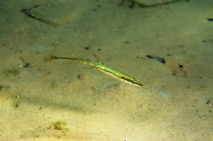 Framed Print : Fifteen-spined Stickleback (Spinachia spinachia) adult, swimming over sandy seabed, Studland Bay, Isle of Purbeck Framed Print : Fifteen-spined Stickleback (Spinachia spinachia) adult, swimming over sandy seabed, Studland Bay, Isle of Purbeck
