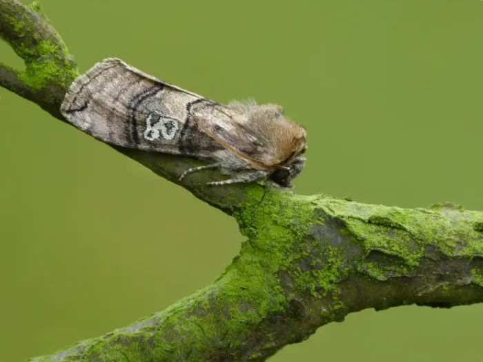 Framed Print : Figure of Eighty (Tethea ocularis) adult, resting on twig, Leicestershire, England, may