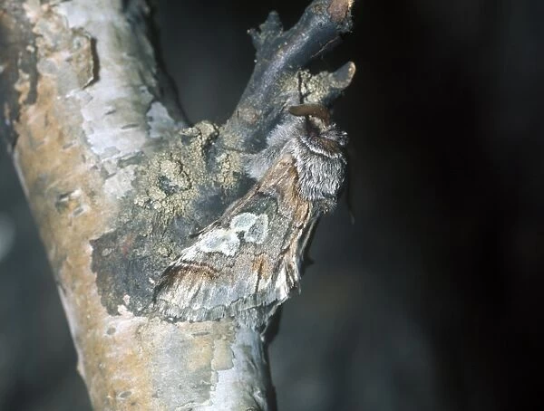 Figure of Eight Moth (Diloba caeruleocephala) On branch