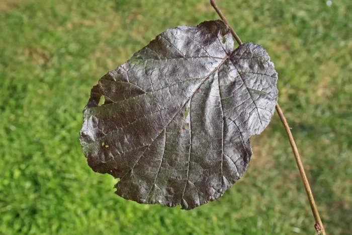 Framed Print : Filbert (Corylus maxima) Purpurea, close-up of leaf, in garden, Suffolk, England, August Framed Print : Filbert (Corylus maxima) Purpurea, close-up of leaf, in garden, Suffolk, England, August