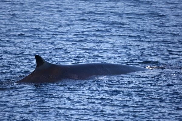 Fin Whale (Balaenoptera physalus) adult, surfacing, Erik Eriksenstretet, Svalbard, August