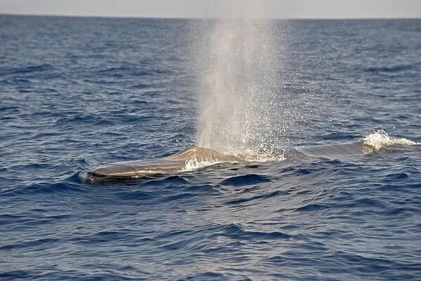 Fin Whale (Balaenoptera physalus) adult, spouting, swimming at surface, Azores, June