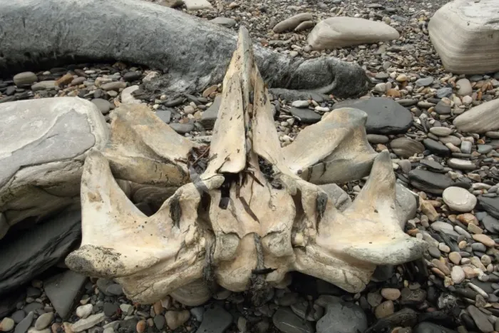 Framed Print : Fin Whale (Balaenoptera physalus) skull, on pebble beach, Dorset, England, February Framed Print : Fin Whale (Balaenoptera physalus) skull, on pebble beach, Dorset, England, February