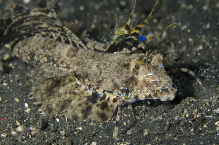 Framed Print : Fingered Dragonet (Dactylopus dactylopus) adult, with fins extended, resting on black sand, Lembeh Straits, Sulawesi Framed Print : Fingered Dragonet (Dactylopus dactylopus) adult, with fins extended, resting on black sand, Lembeh Straits, Sulawesi