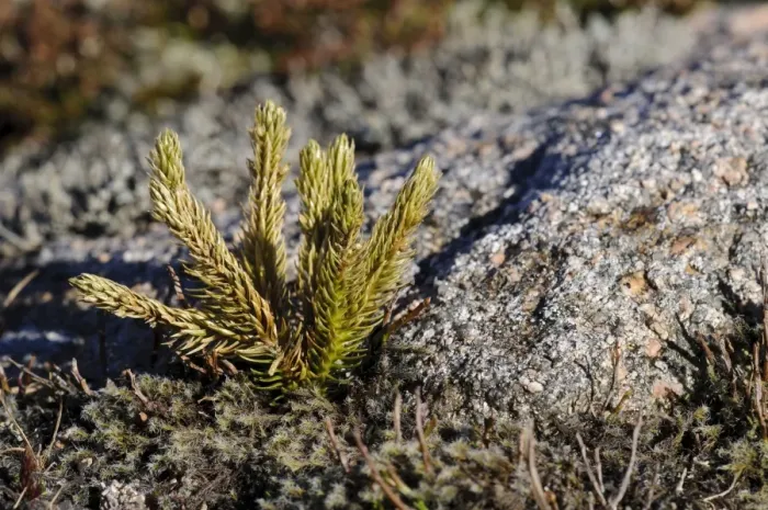 Framed Print : Fir Clubmoss (Huperzia selago) growing near summit of mountain, Cairn Gorm, Cairngorms N. P Framed Print : Fir Clubmoss (Huperzia selago) growing near summit of mountain, Cairn Gorm, Cairngorms N. P