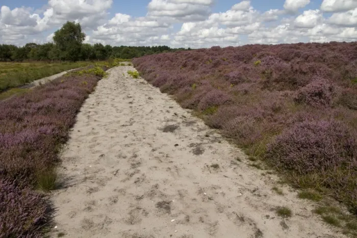 Framed Print : A fire break through heather heath land on the Sandlings Heath, near Westleton Suffolk Framed Print : A fire break through heather heath land on the Sandlings Heath, near Westleton Suffolk