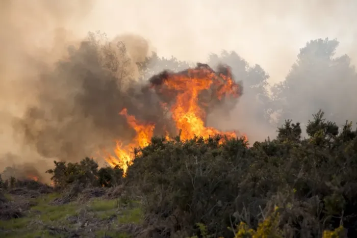 Framed Print : Fire on heathland caused by either carelessness or arson, Ashdown Forest, East Sussex, England, June Framed Print : Fire on heathland caused by either carelessness or arson, Ashdown Forest, East Sussex, England, June