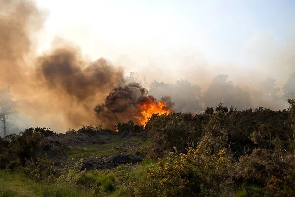 Fire on heathland caused by either carelessness or arson, Ashdown Forest, East Sussex, England, June